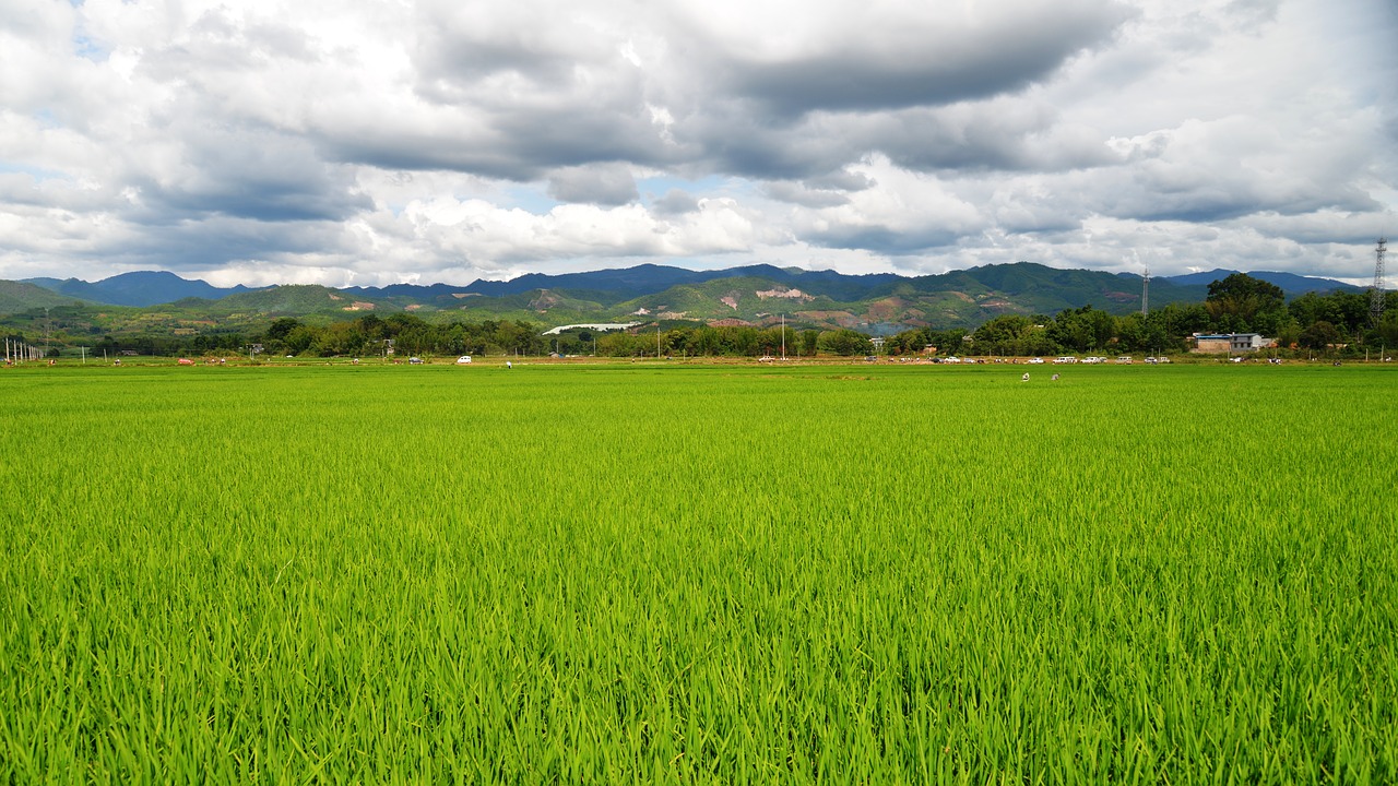 Image - landscape paddy clouds rice paddies