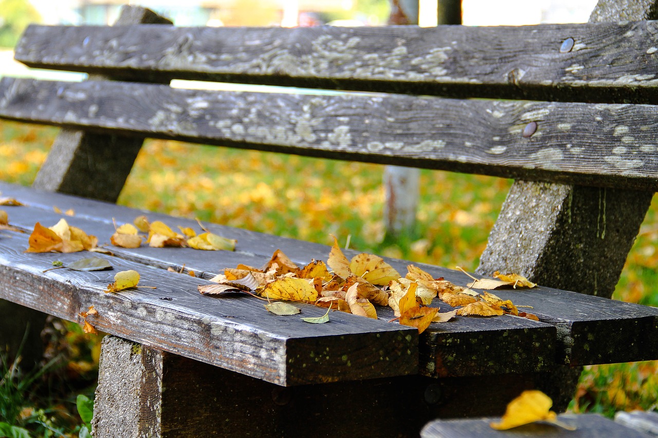 Image - autumn bank leaves nature