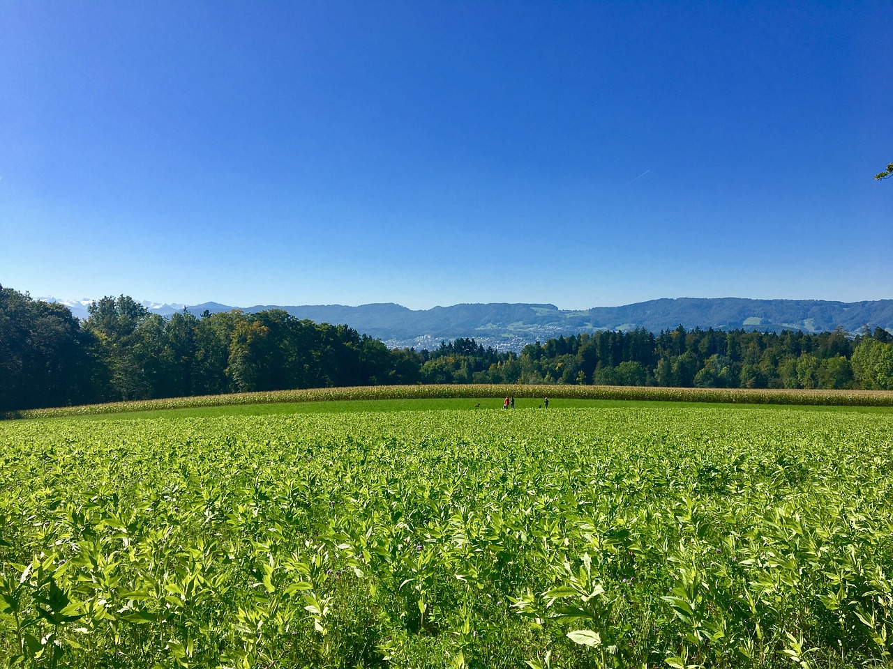 Image - rumensee nature meadow zurich