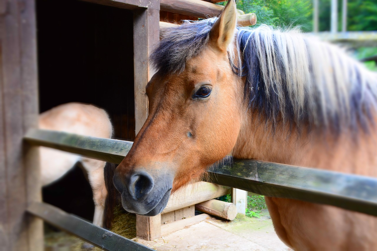 Image - horse wild horse zoo nature animal