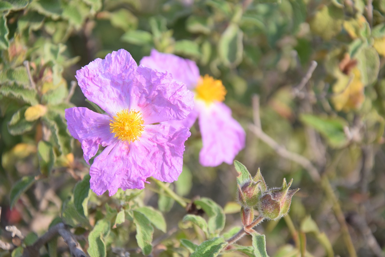 Image - cistus flower spring wild bush