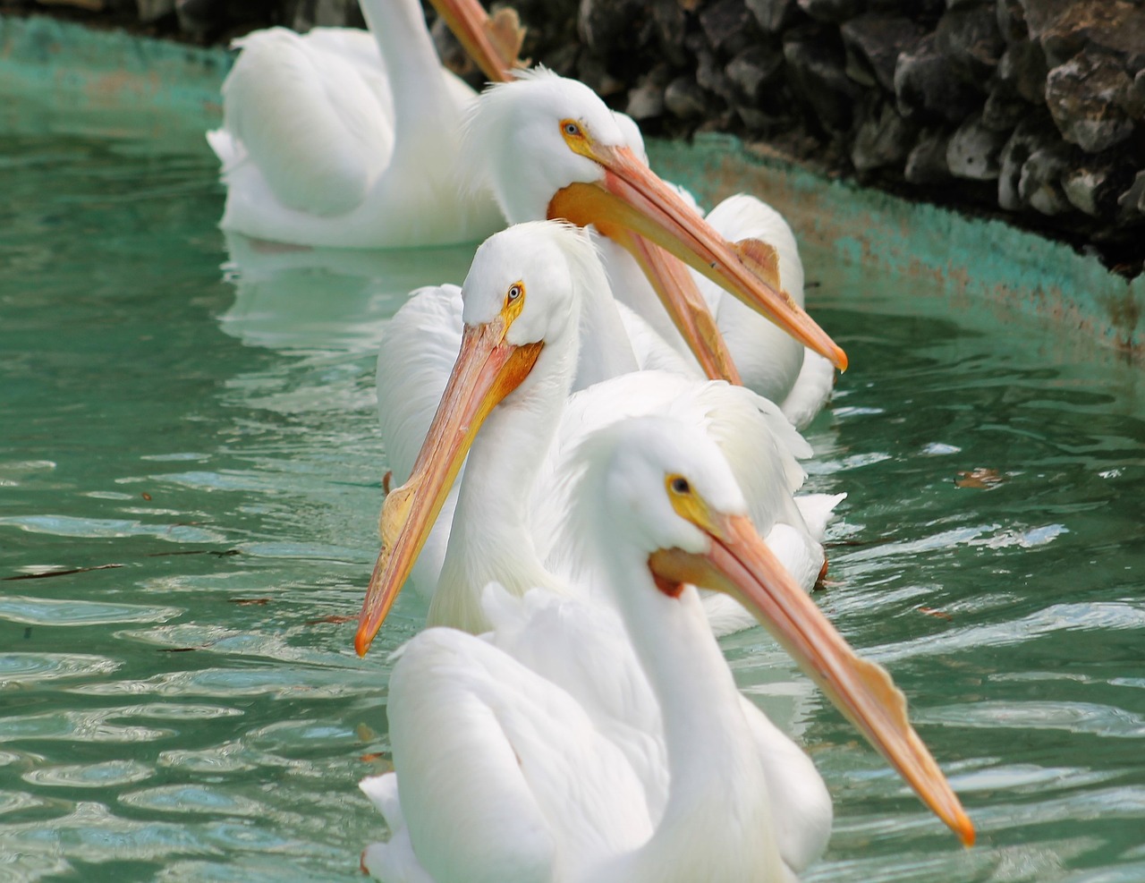 Image - memphis zoo pelican animal