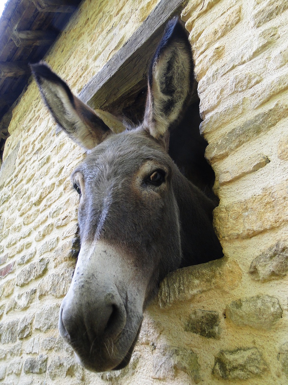 Image - donkey look nice curious equine