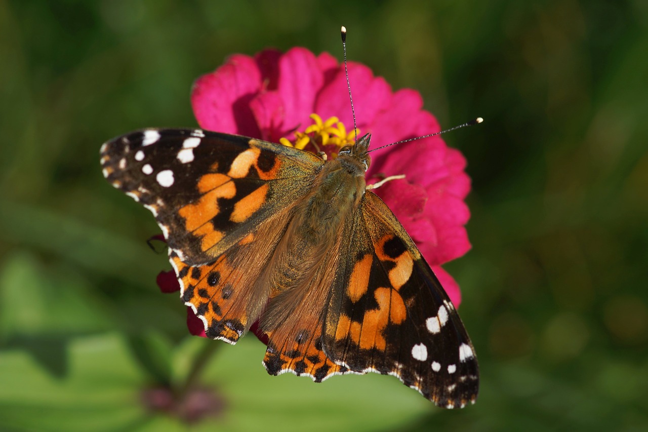 Image - painted lady butterfly flower