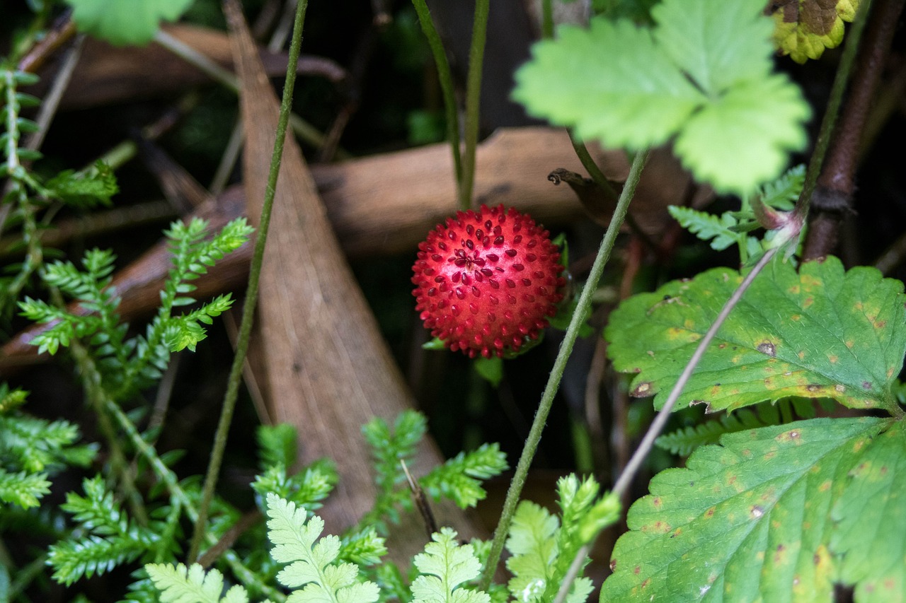 Image - nature são miguel strawberry wild