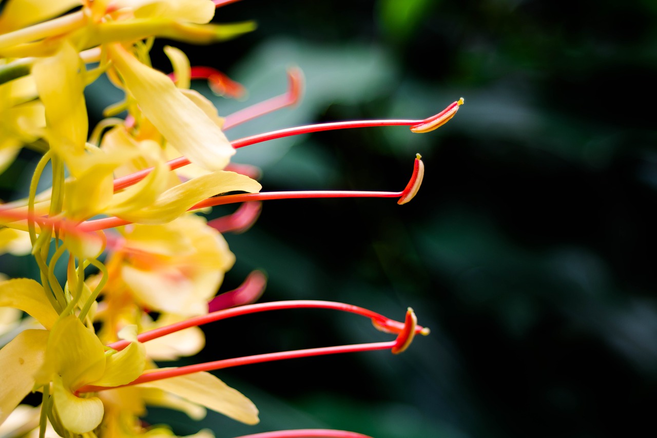 Image - nature flower stamen cana roca