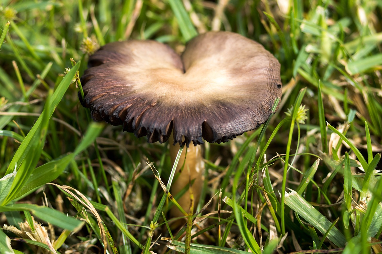 Image - nature mushroom azores comanche