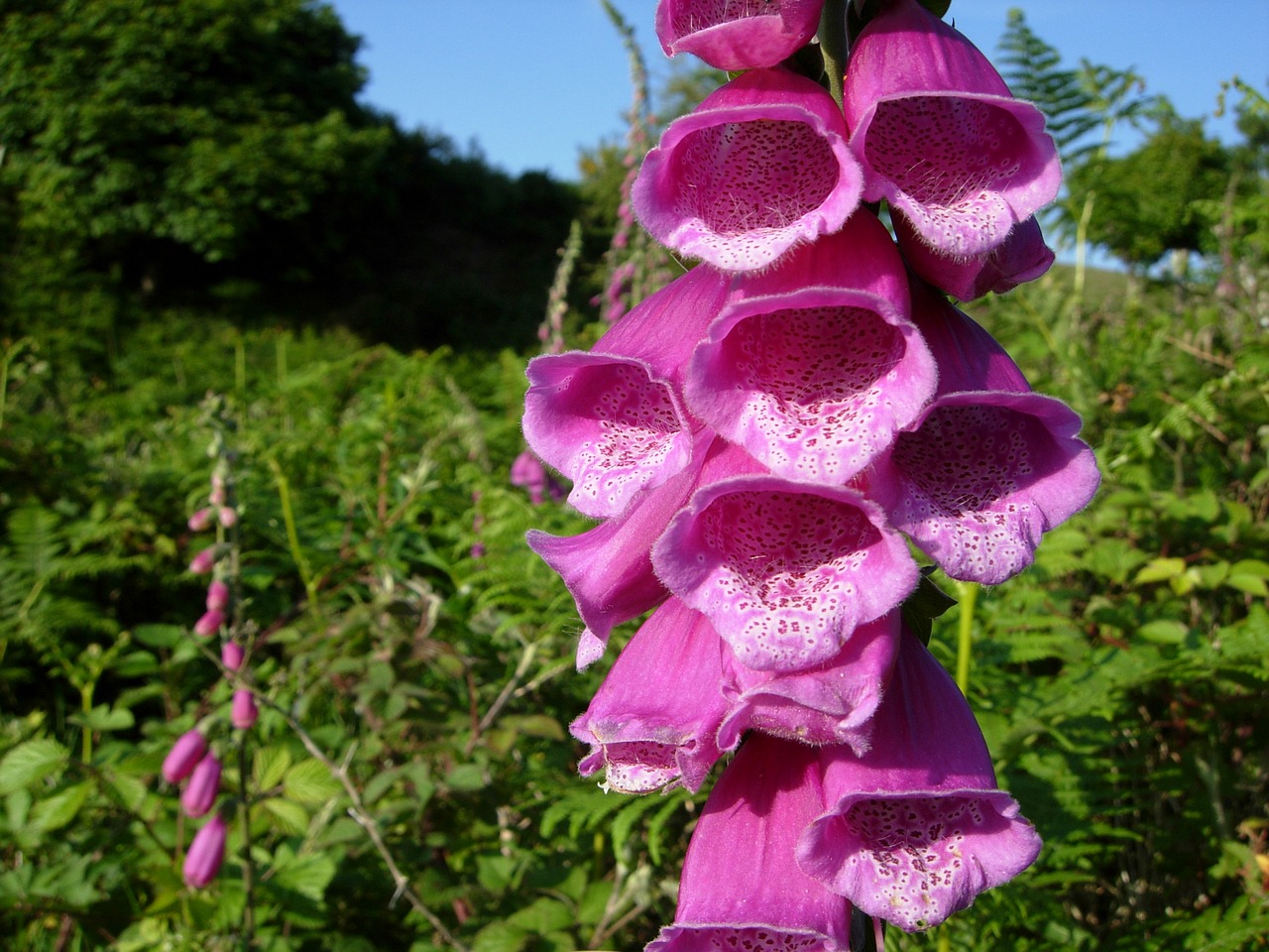 Image - foxglove england digitalis summer