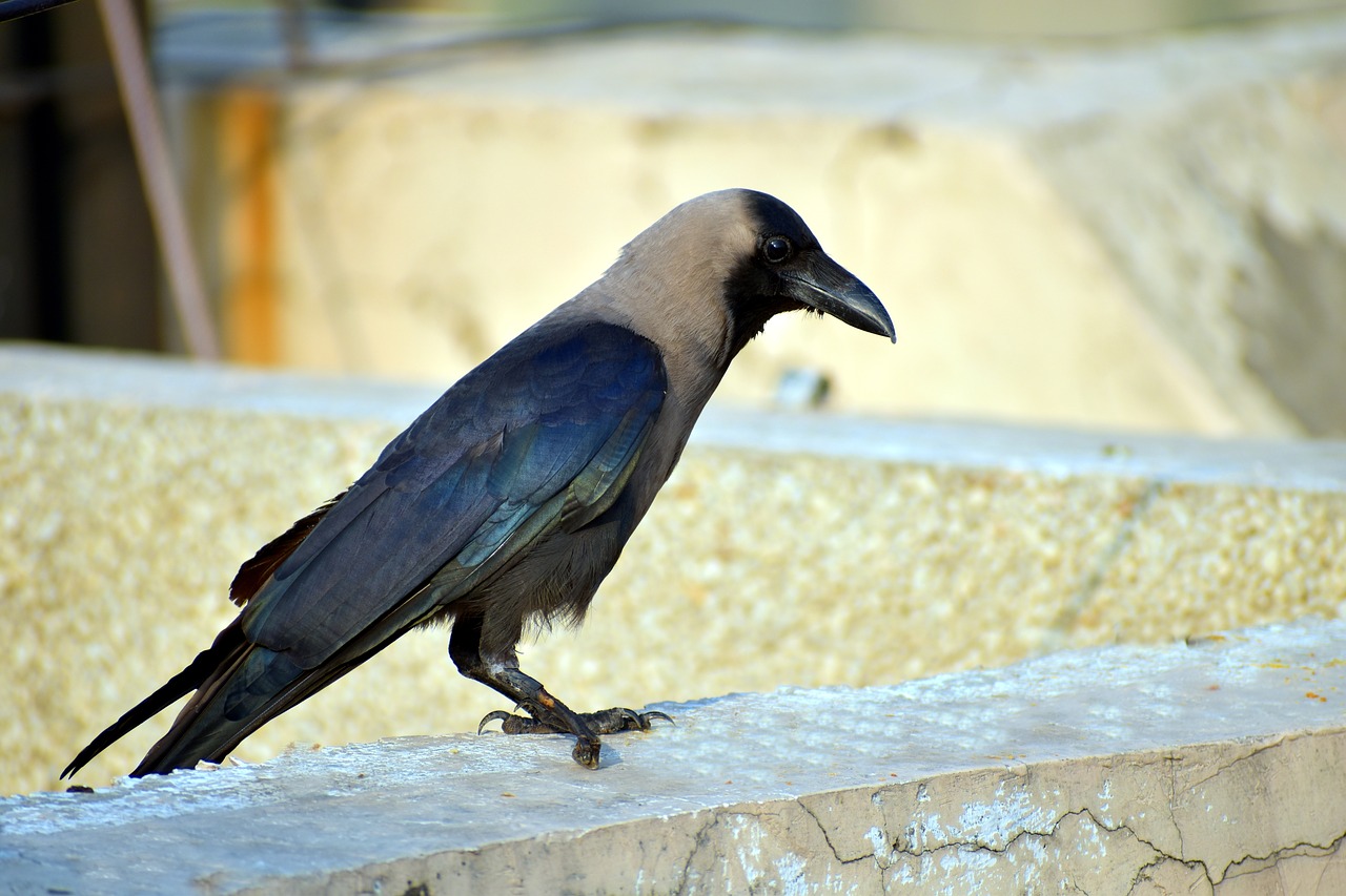 Image - crow grey necked corvus house crow