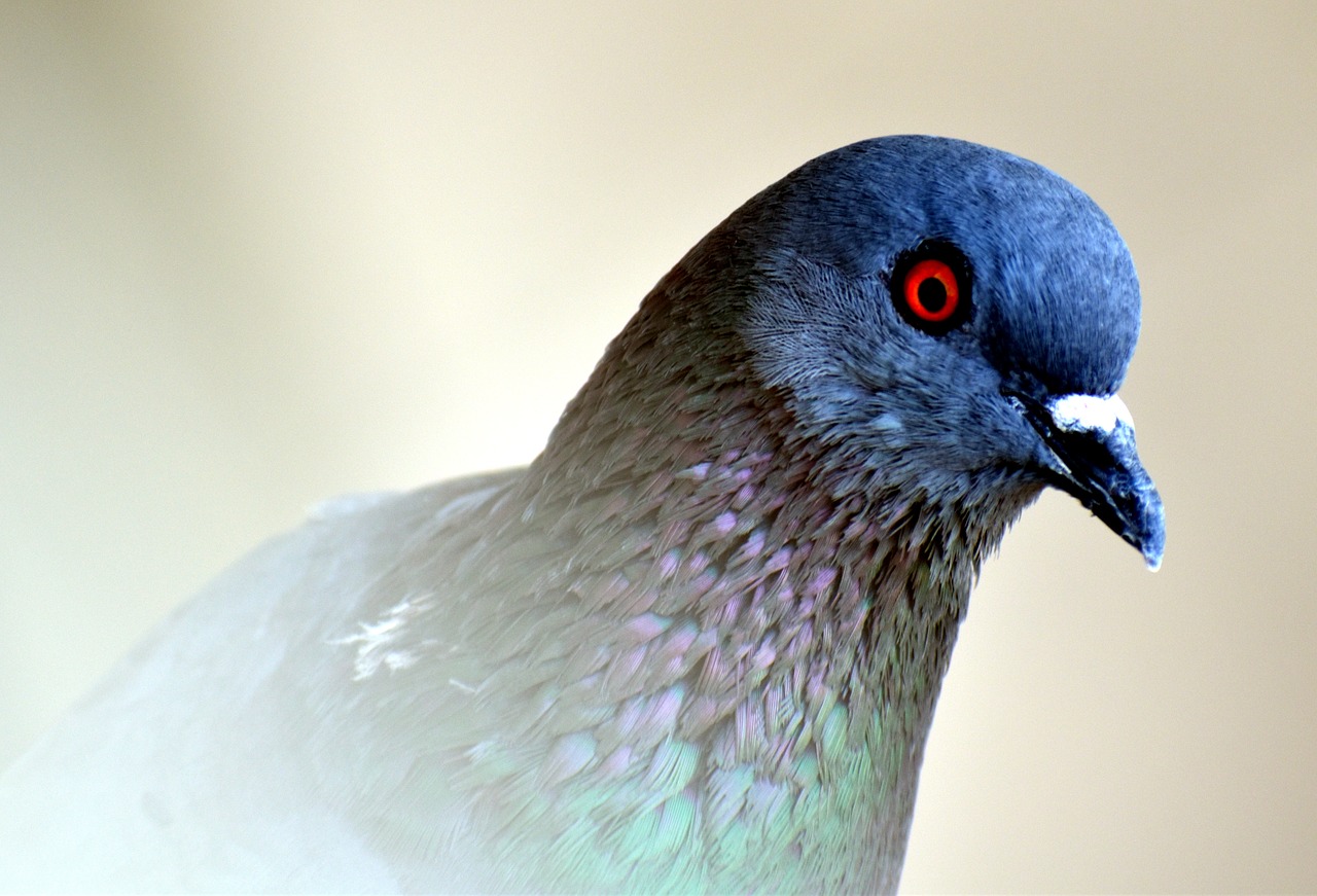 Image - feral pigeon eye orange eye curious