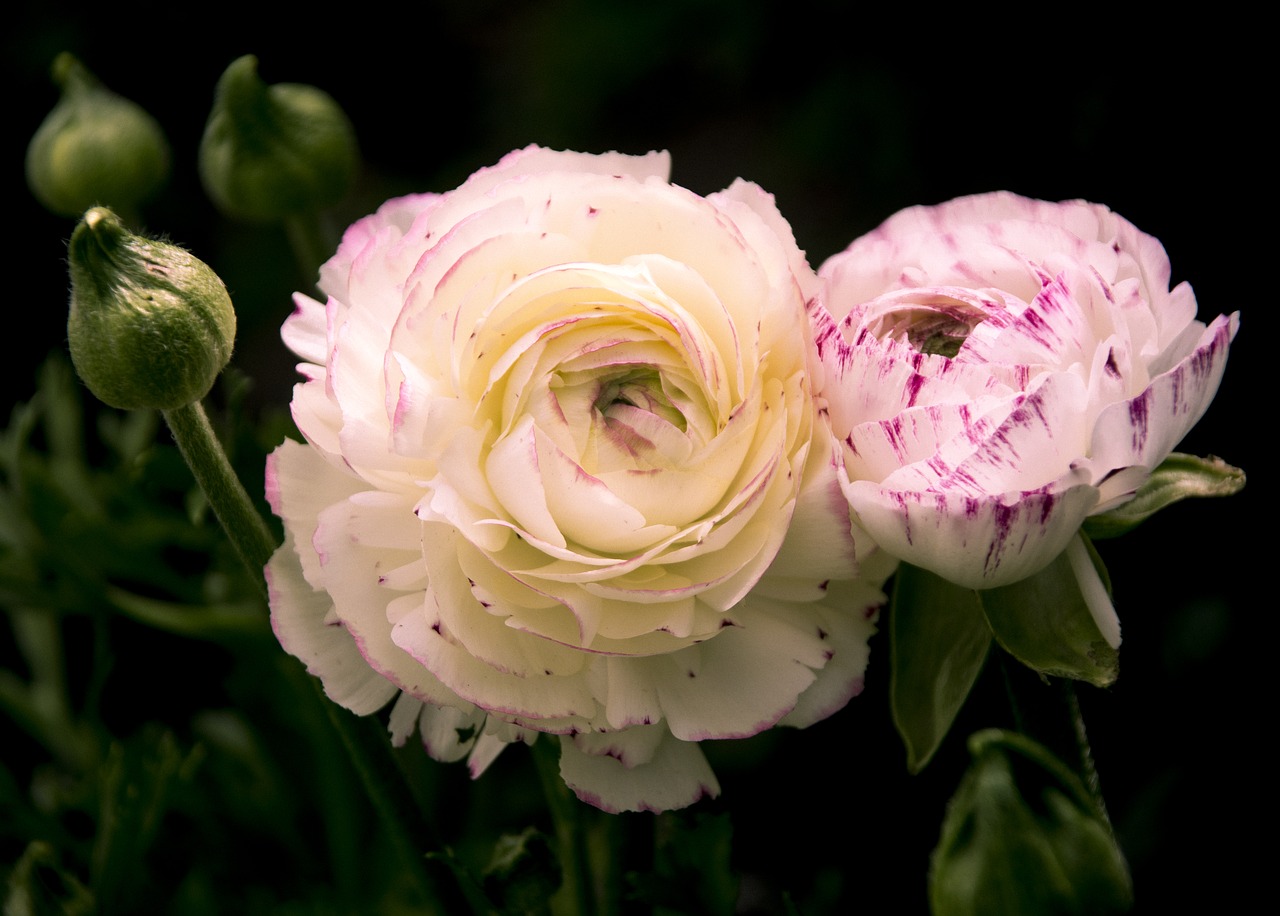 Image - rose white peace bud white rose