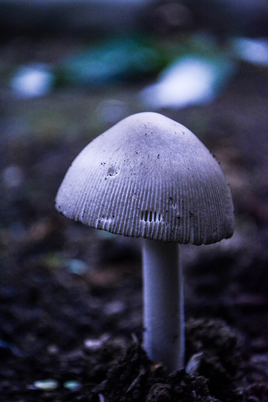 Image - mushroom toadstool fungi wild grass