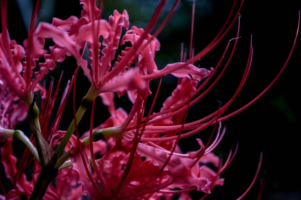 Image - spider lily amaryllidaceae ヒバンバナ