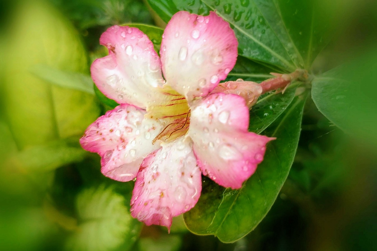 Image - adenium pink flowers bloom petal