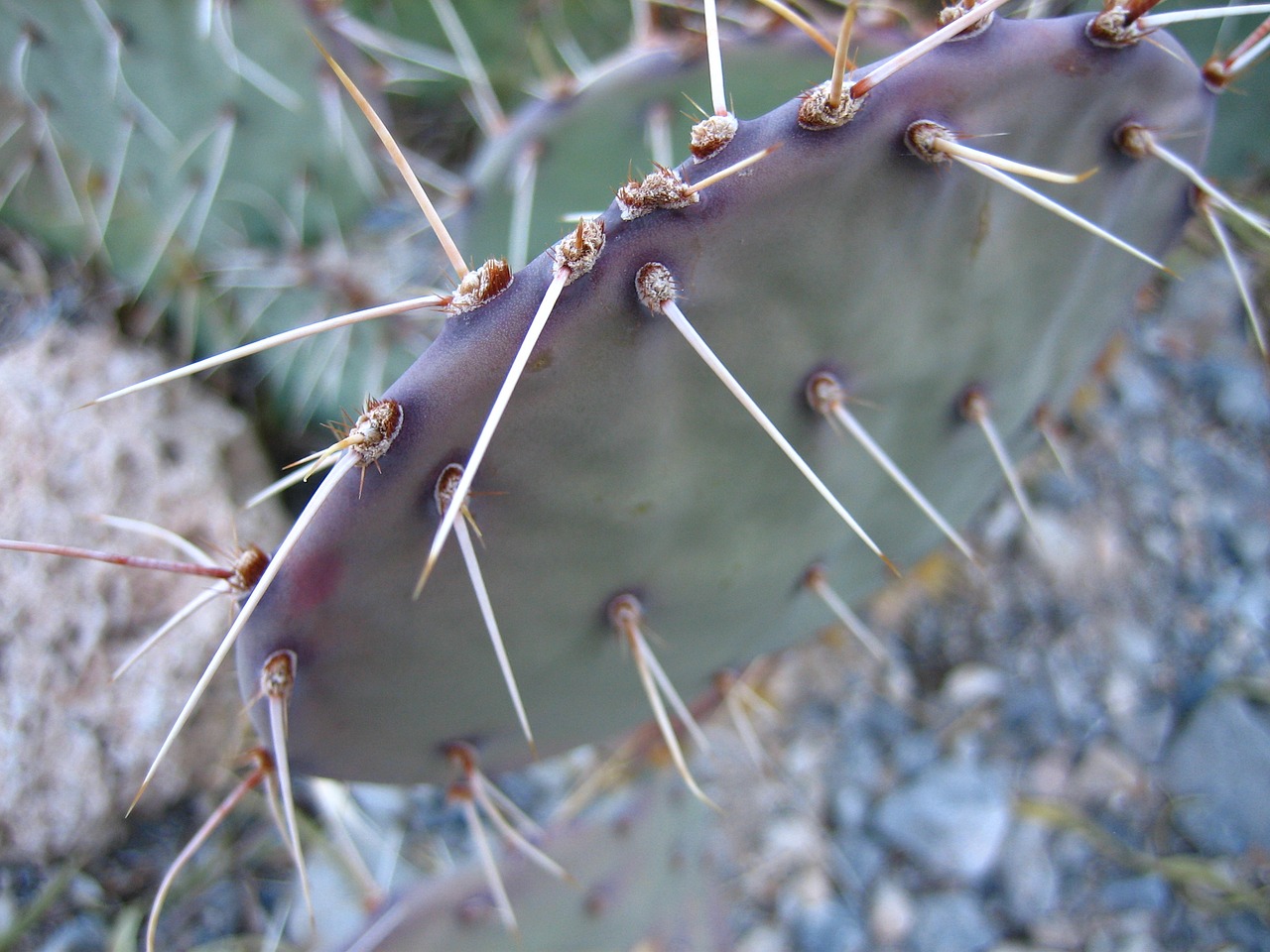 Image - cactus thorns green nature desert