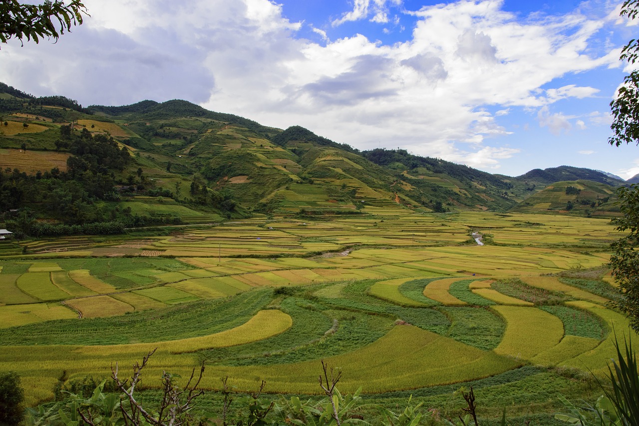 Image - terraces cooked rice sunset vietnam