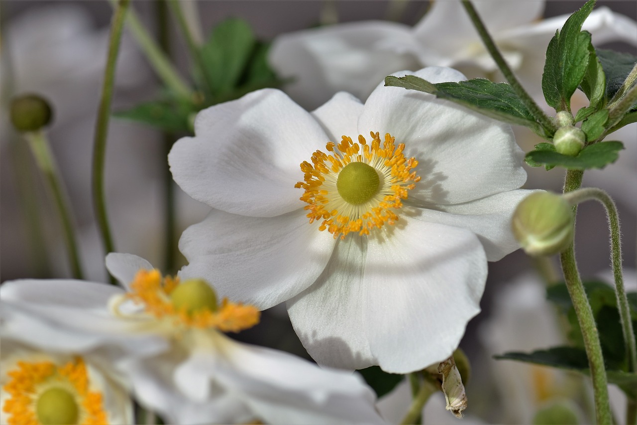 Image - anemone blossom bloom flower