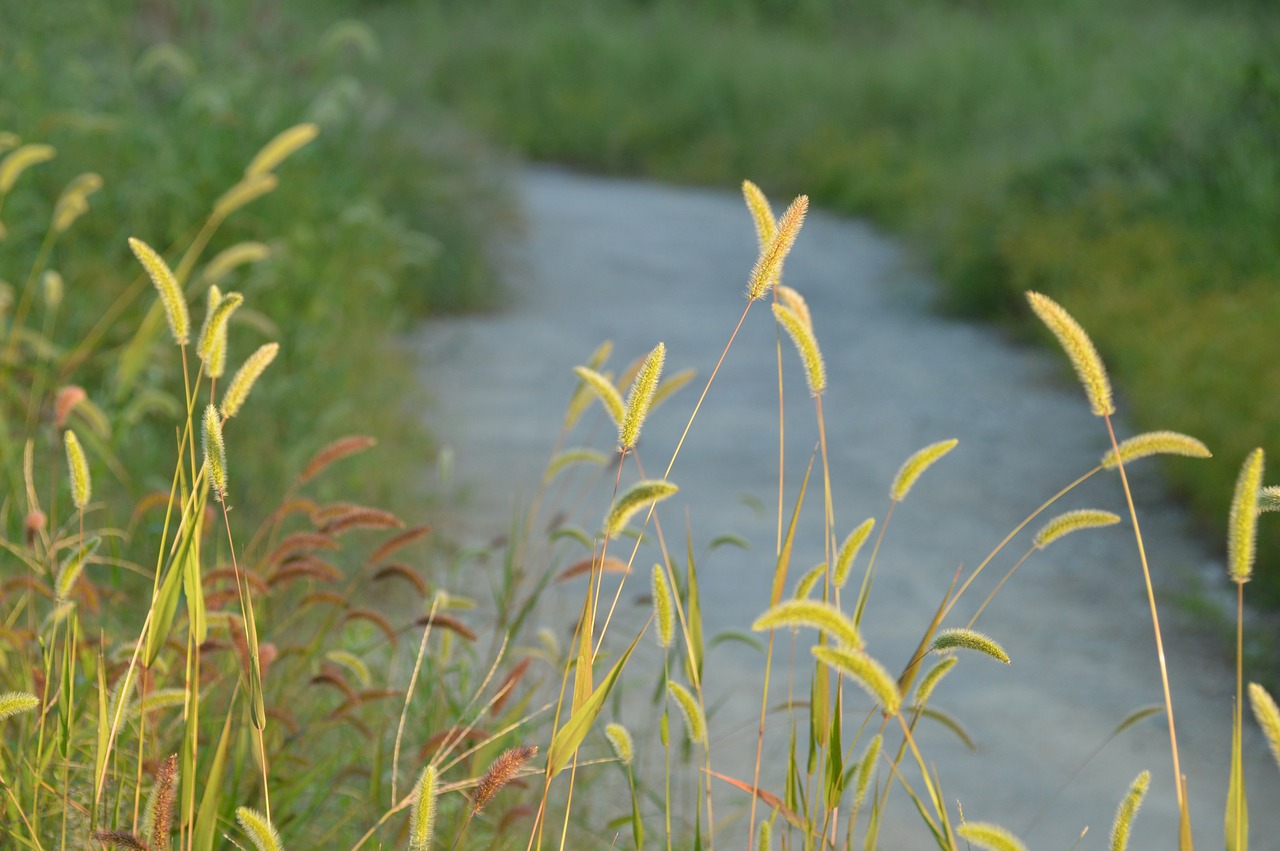 Image - rivers nature foxtail streams