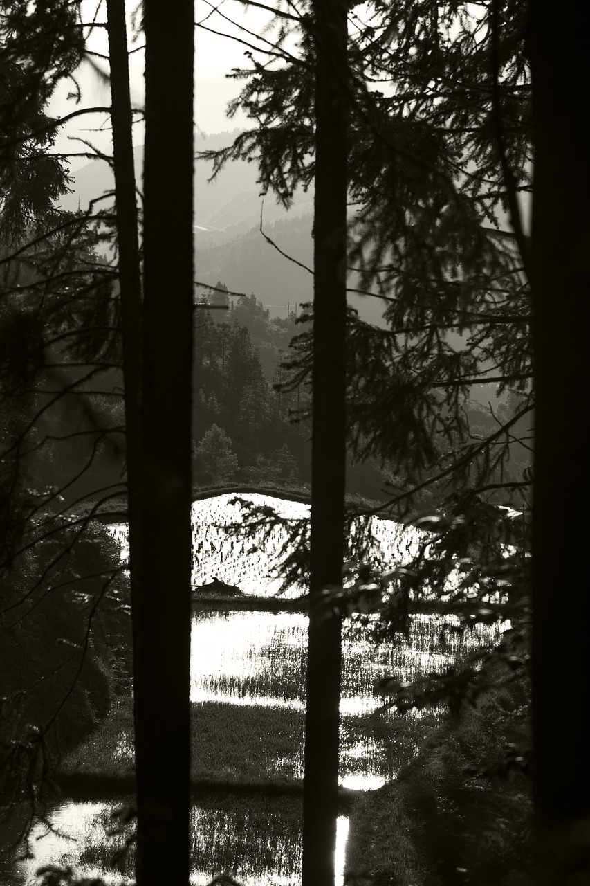 Image - black and white woods slot