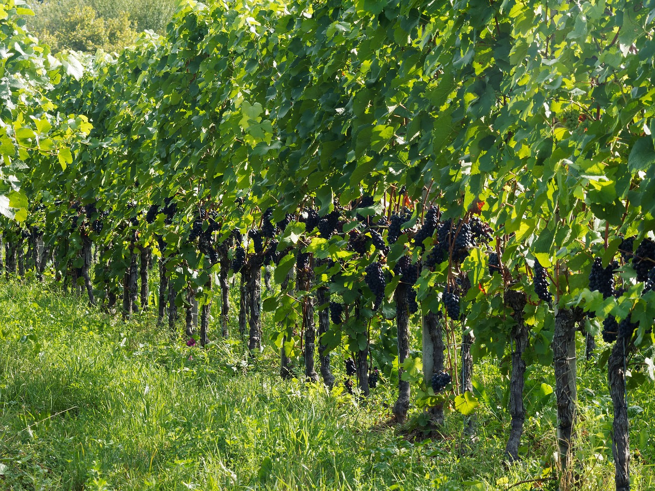 Image - vines grapes fall vineyards