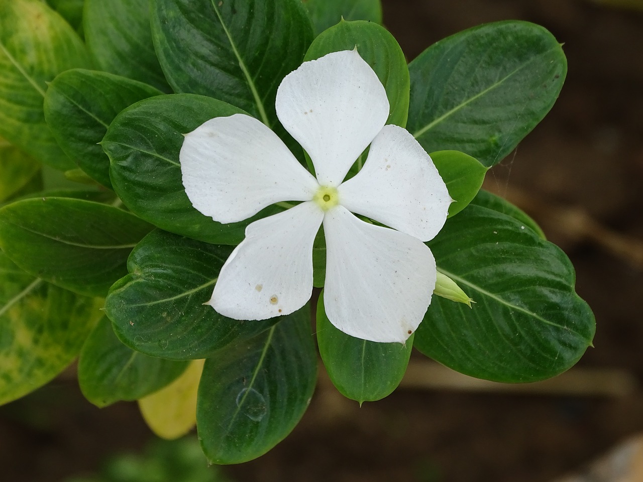 Image - beautiful flowers soft single