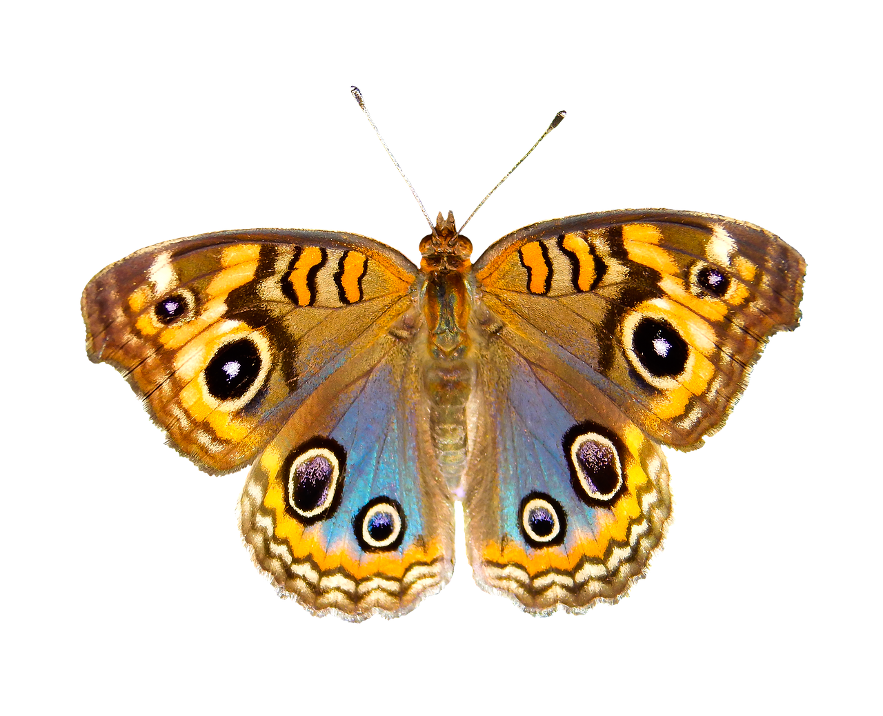 Image - nature animals butterfly insect