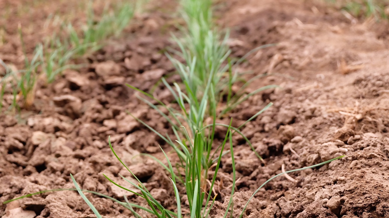 Image - grass large pots plant bud