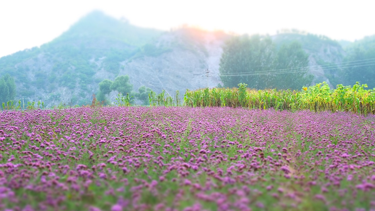 Image - lavender vanilla flowers