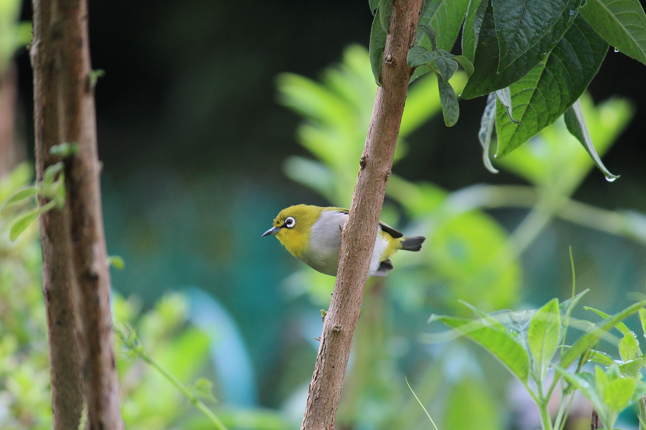 Image - bird nature oriental white eye