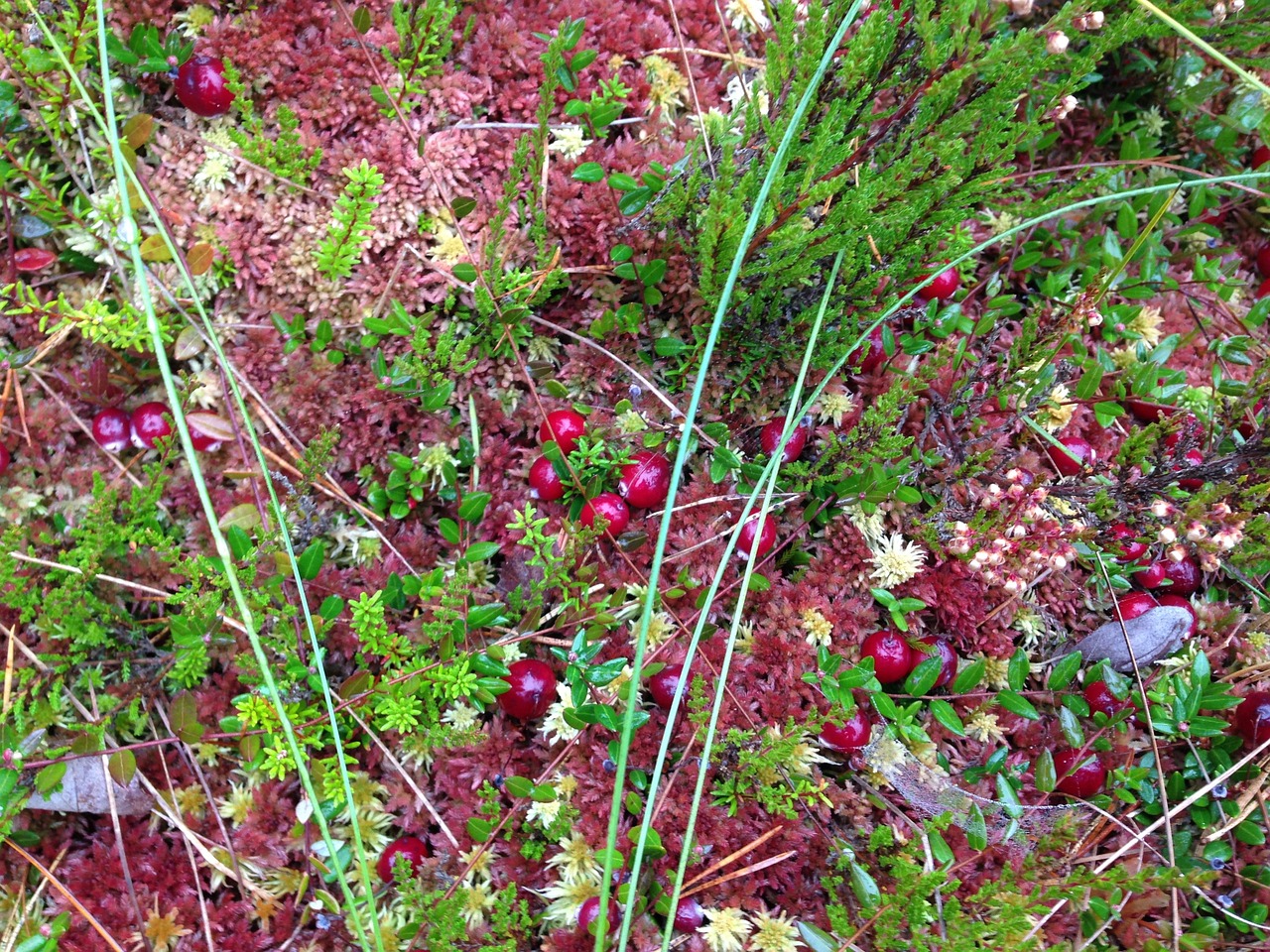 Image - bog cranberries nature colorful