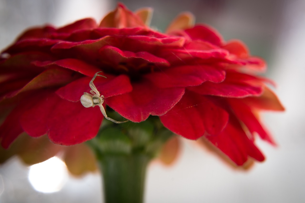 Image - red flower white spider detail