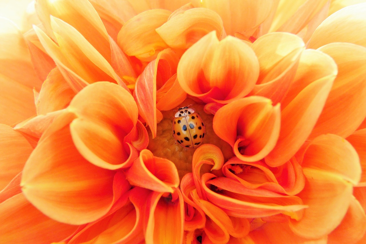 Image - dahlia orange colorful bright