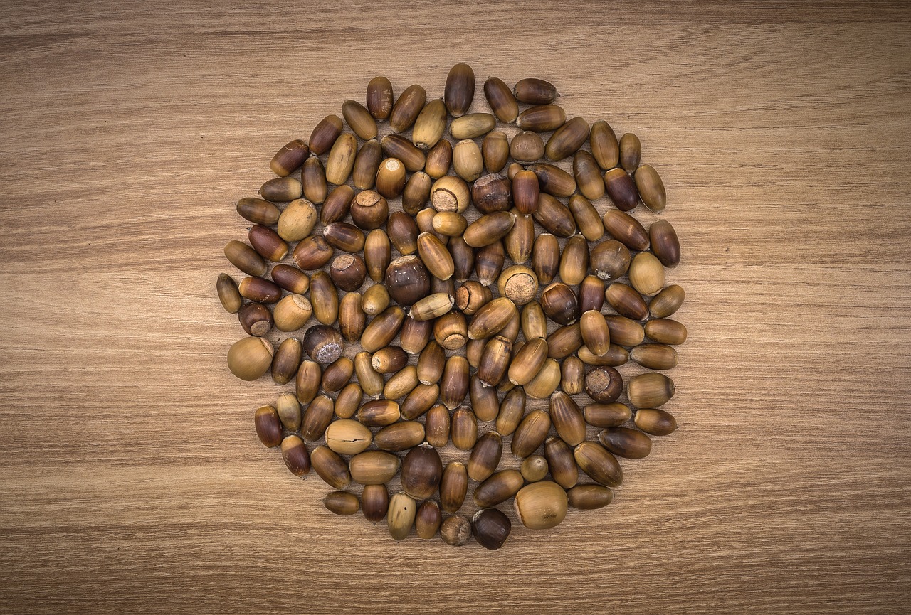 Image - acorn autumn fruit plants brown