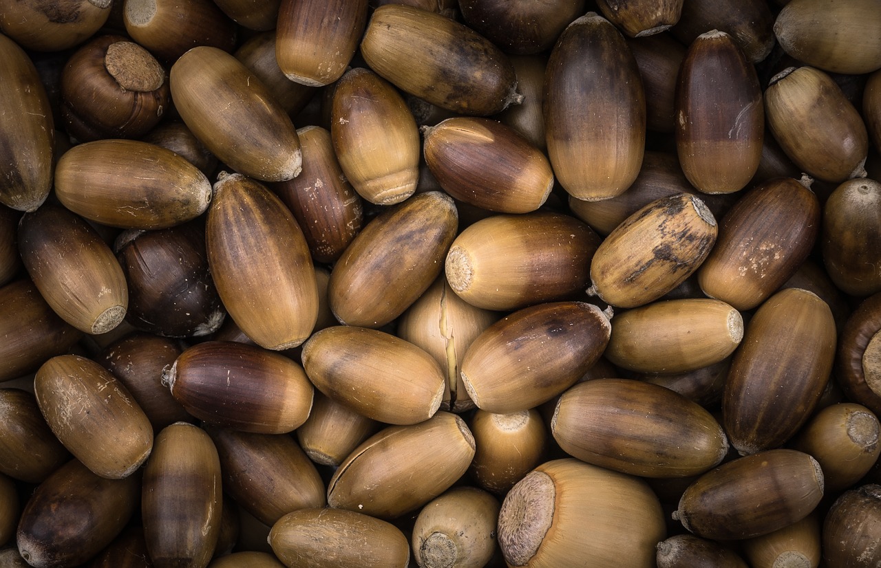 Image - acorn autumn fruit plants brown