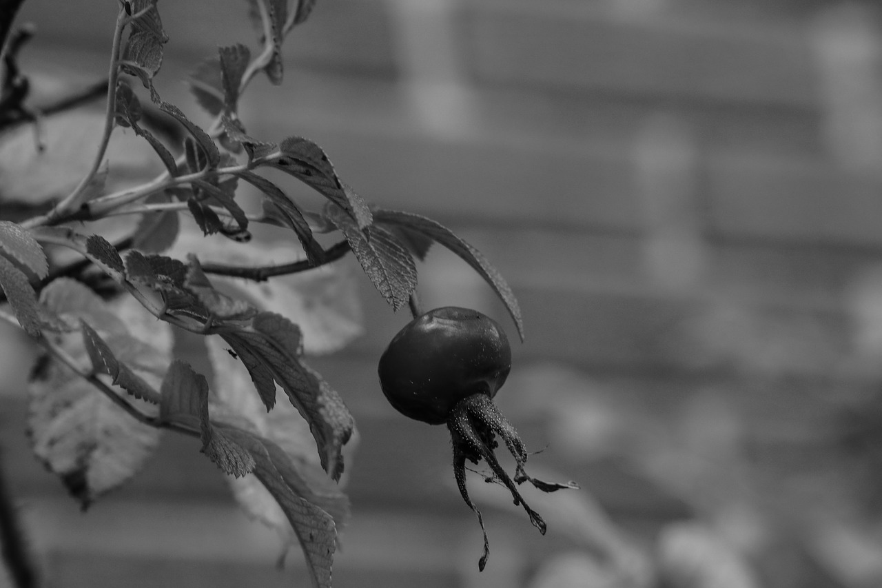 Image - herb rose hip plant black and white