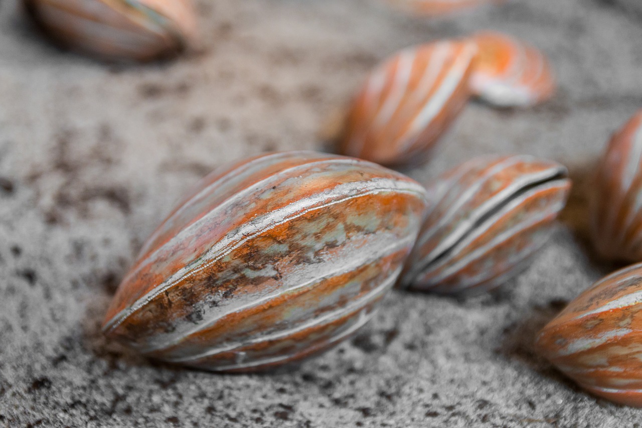 Image - shells crustaceans marine sea