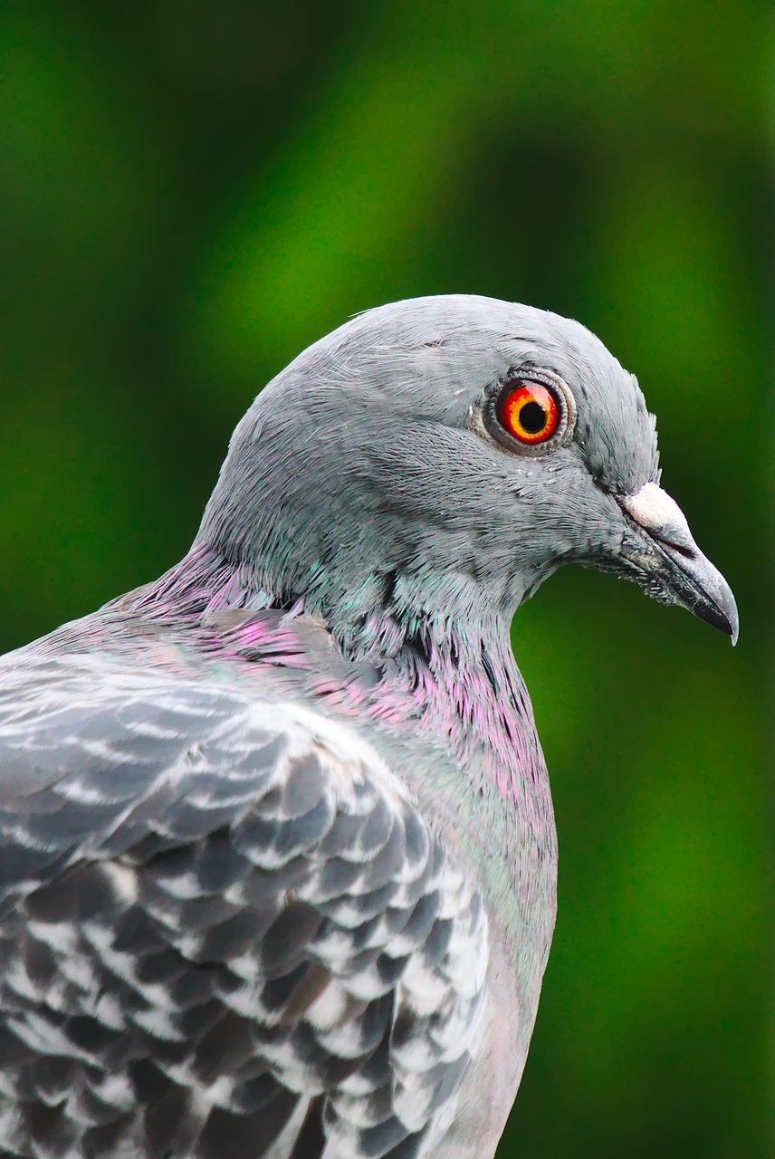 Image - pigeon bird feather red eye