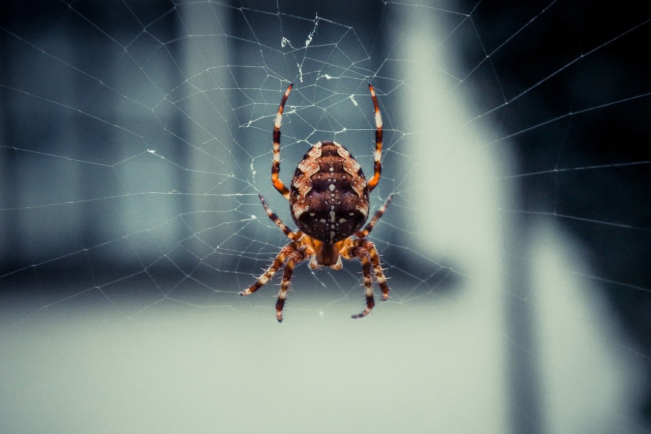 Image - spider spiderweb web nature cobweb