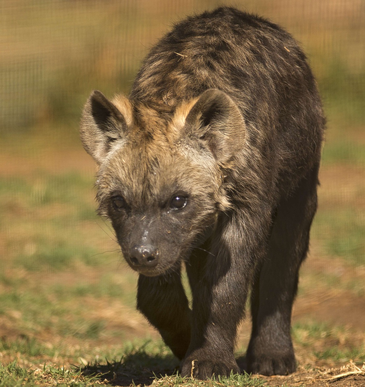 Image - spotted hyena scavenger spotted
