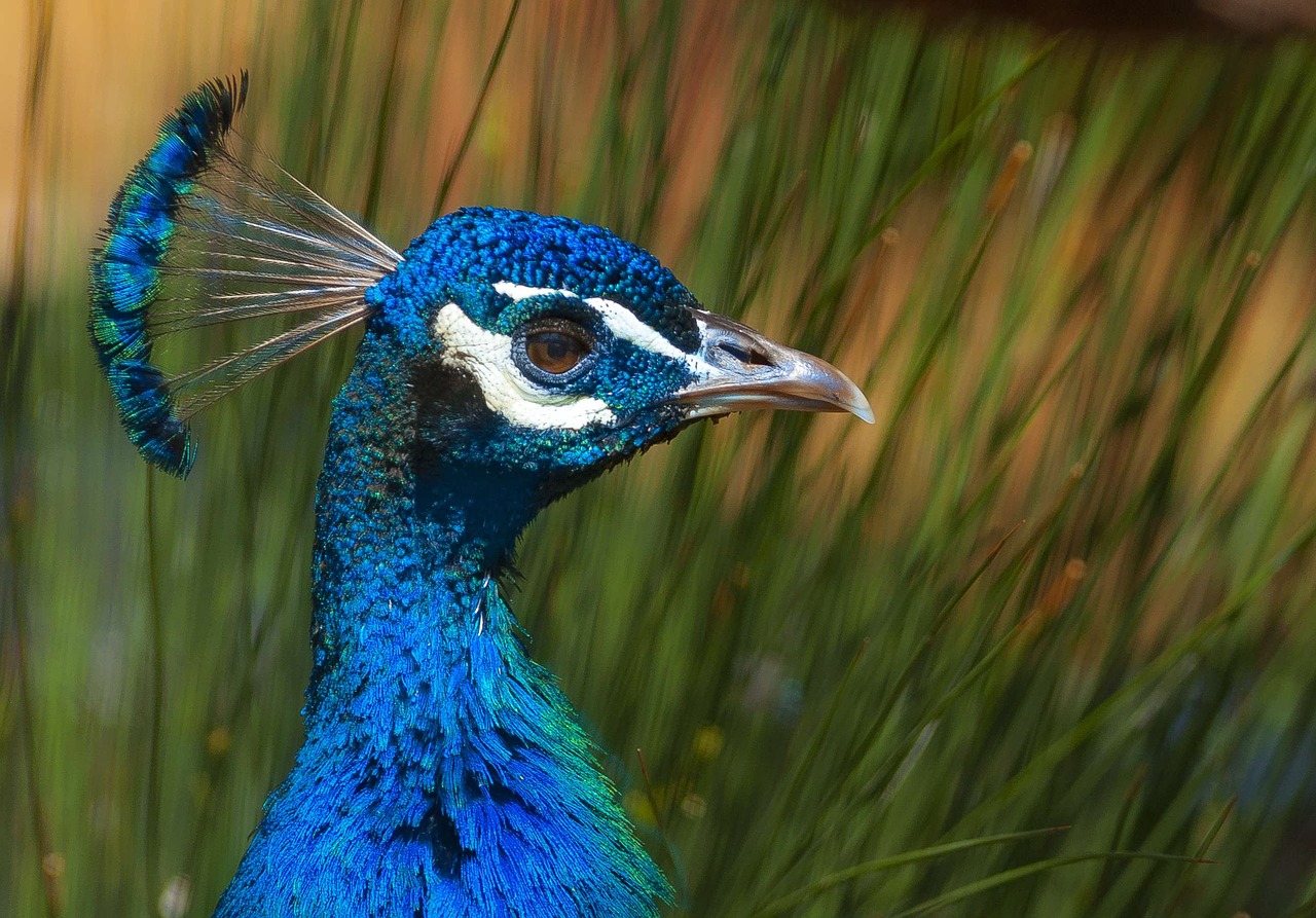 Image - peacock close color feather