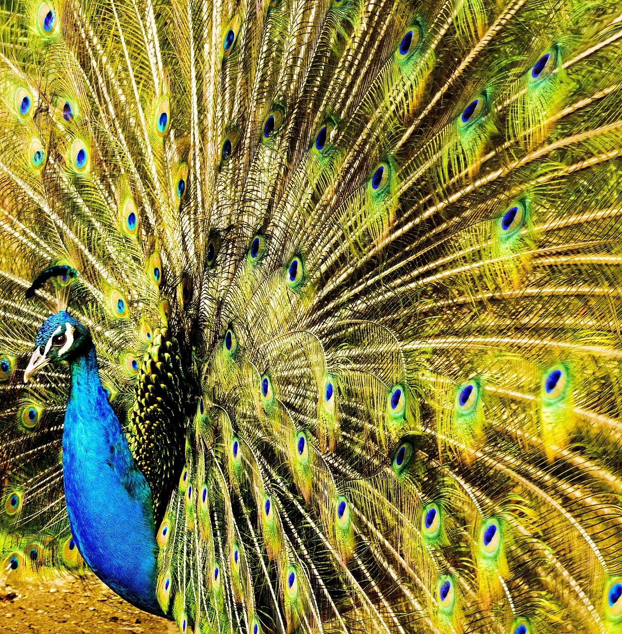 Image - peacock plumage tail vibrant head