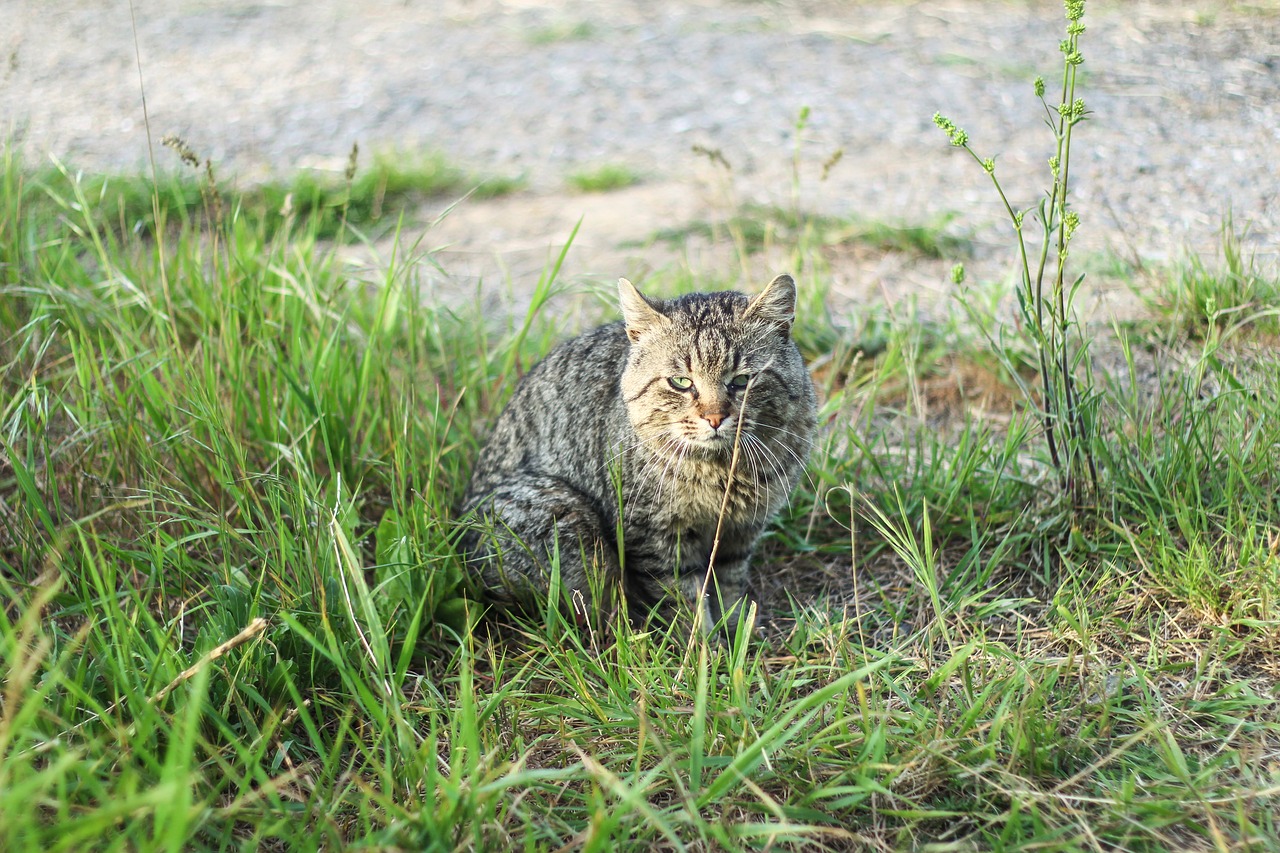 Image - cat neck wild summer green