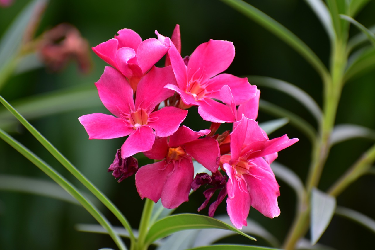 Image - desert rose sabi star impala lily