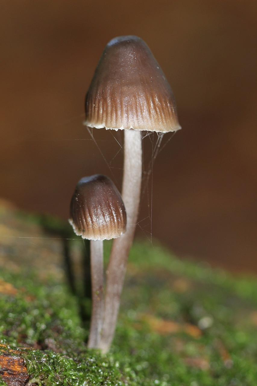 Image - mushrooms brown fall green nature