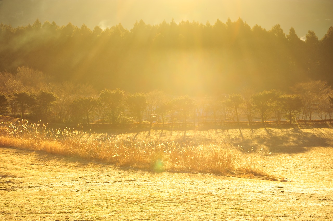 Image - morning fog ray winter