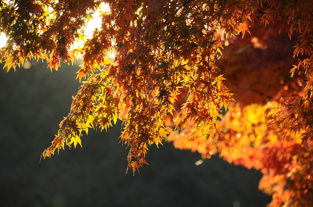 Image - autumnal leaves maple morning