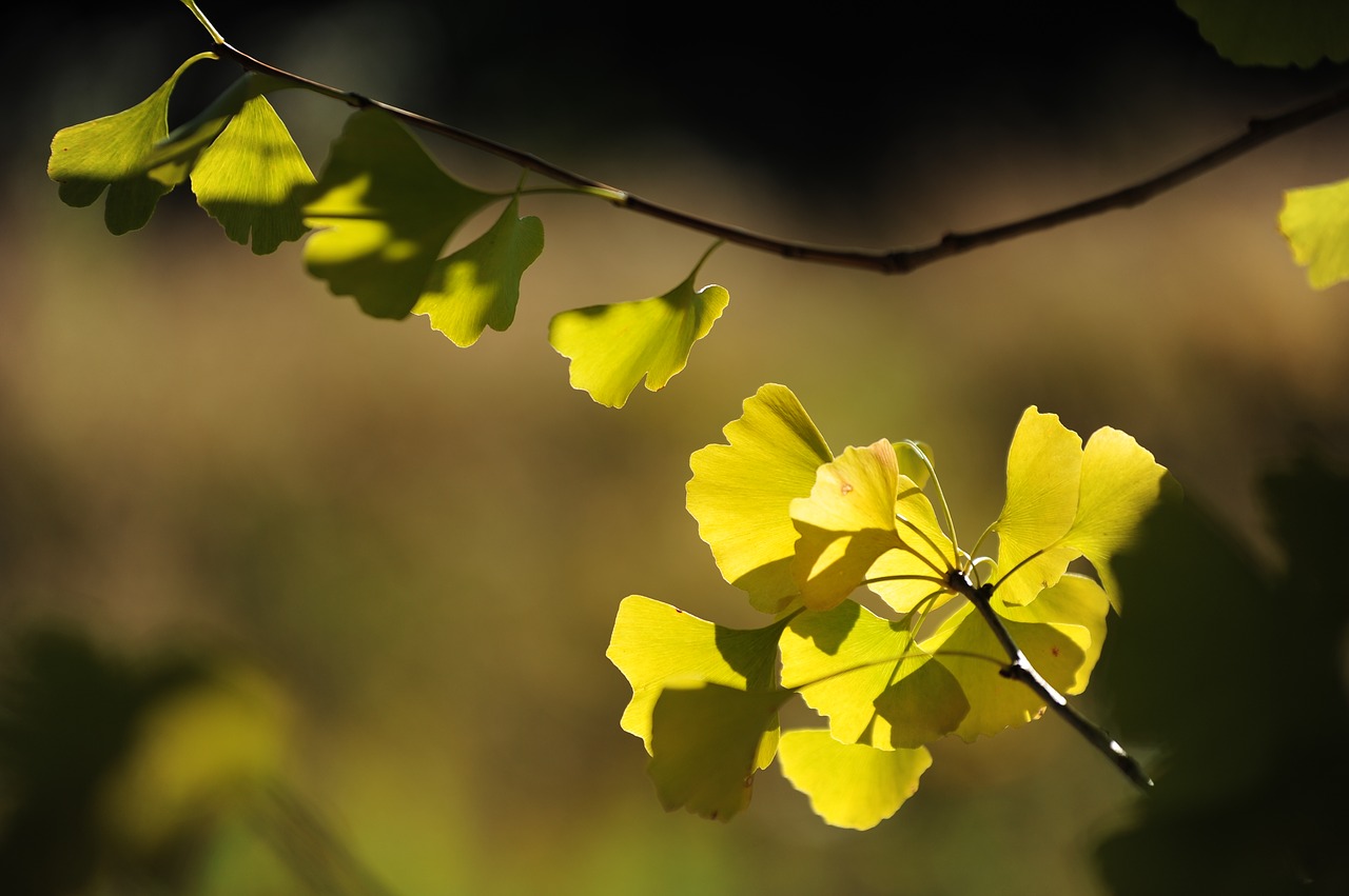 Image - gingko tree solar light hinata