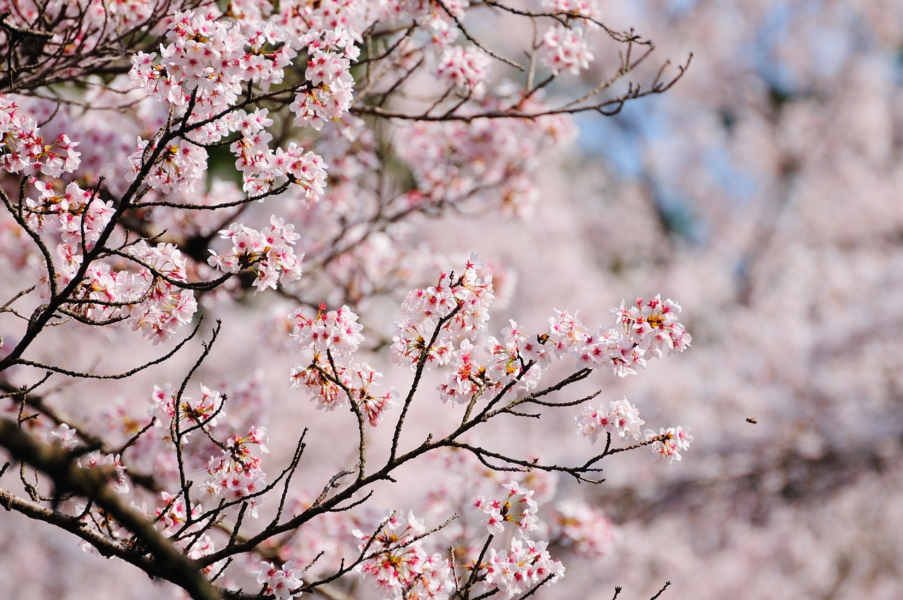 Image - cherry in full bloom solar light