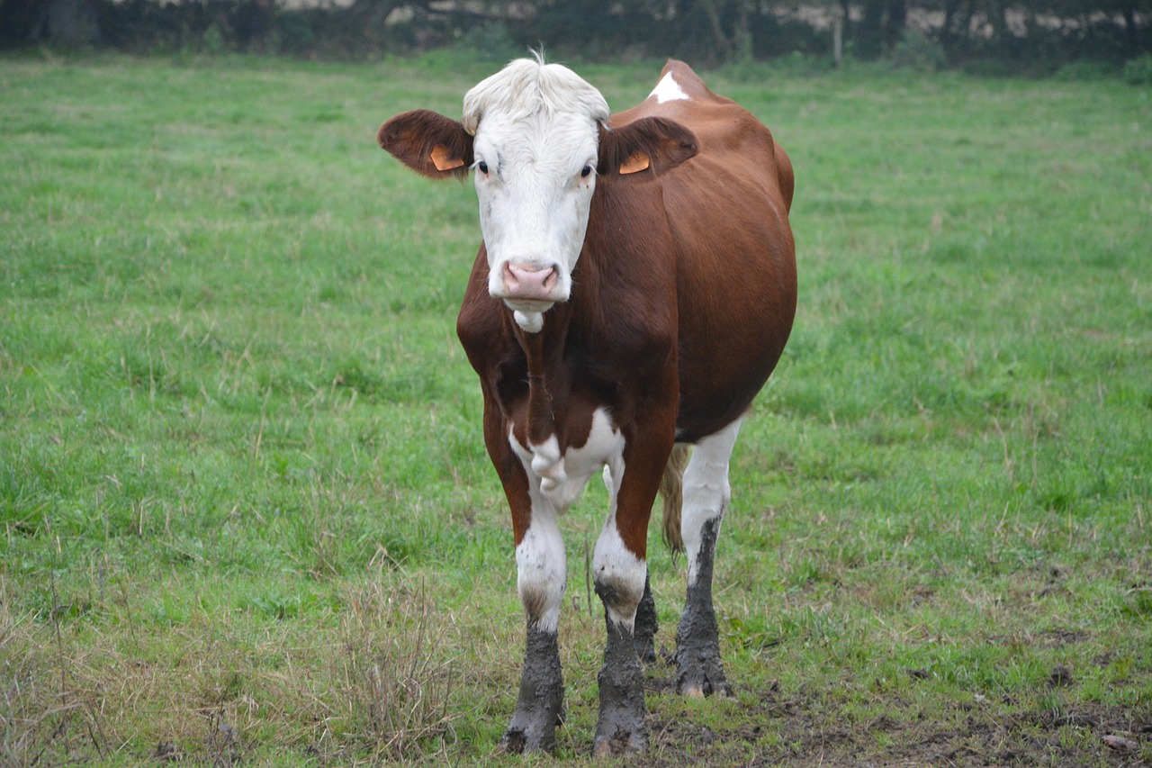 Image - cow cowhide brown white pasture