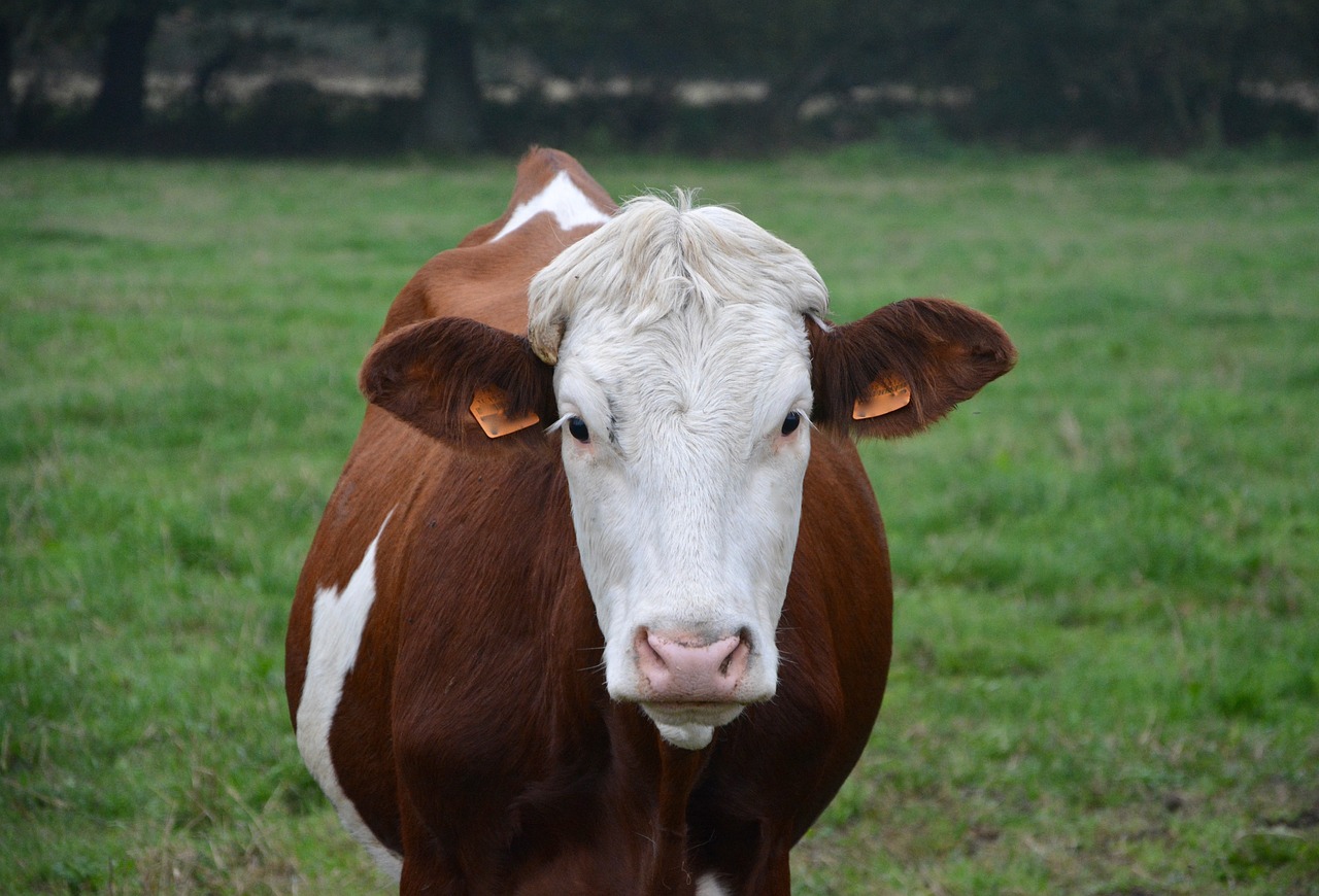 Image - cow young cow heifer cattle